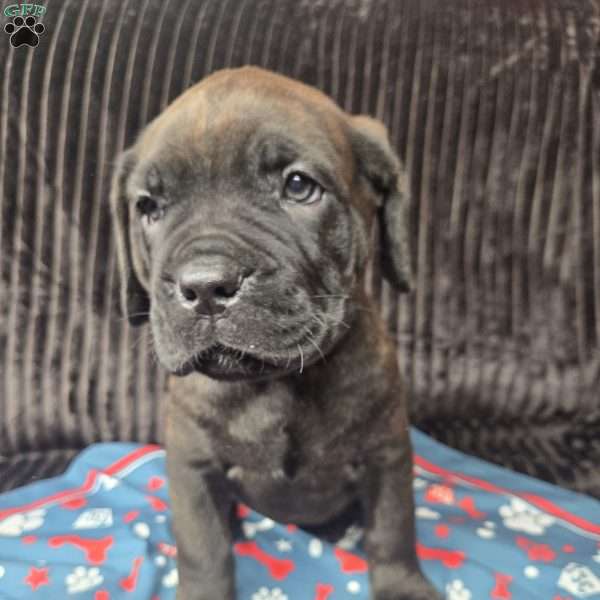 Bingo, Cane Corso Puppy
