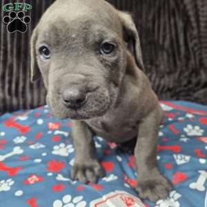 Bandit, Cane Corso Puppy