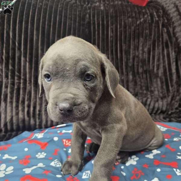 Bandit, Cane Corso Puppy