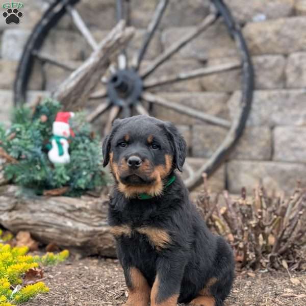 Scooter, Rottweiler Puppy