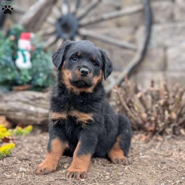 Sugar, Rottweiler Puppy