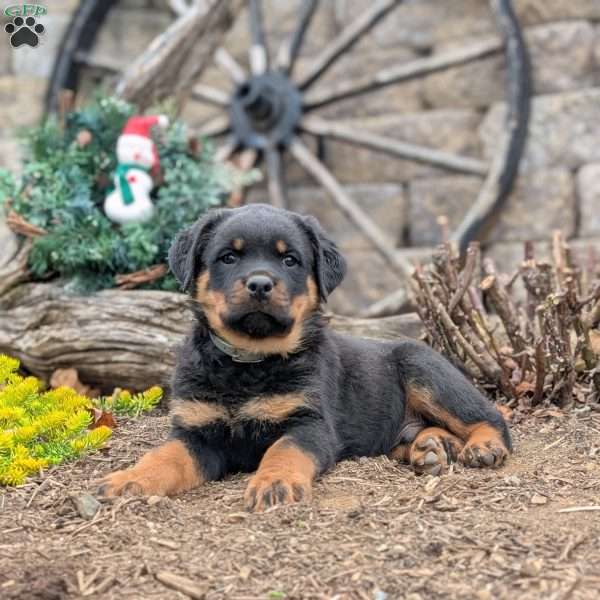 Scout, Rottweiler Puppy
