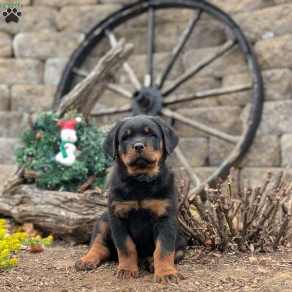 Sarge, Rottweiler Puppy
