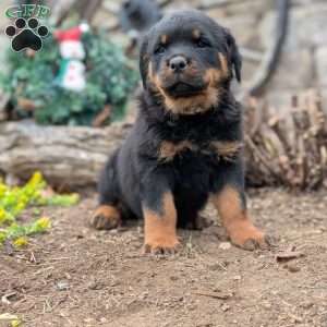 Storm, Rottweiler Puppy