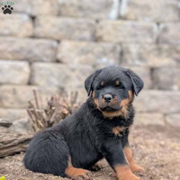 Storm, Rottweiler Puppy