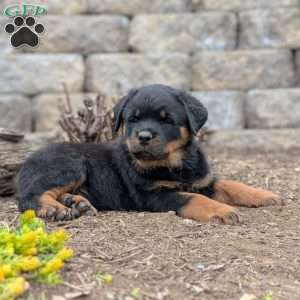 Storm, Rottweiler Puppy