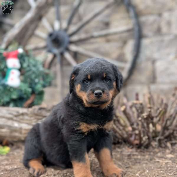 Spike, Rottweiler Puppy