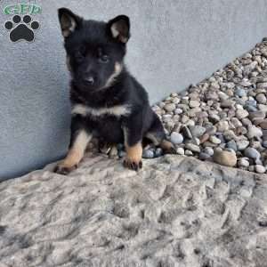 Gwen, German Shepherd Puppy