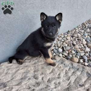 Gwen, German Shepherd Puppy