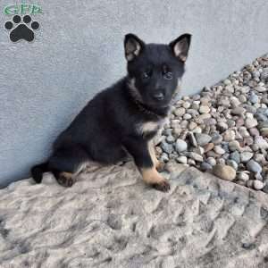 Gwen, German Shepherd Puppy