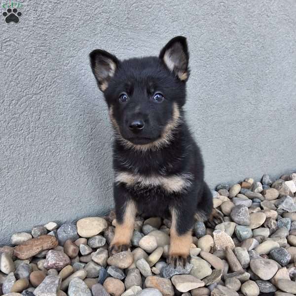 Gwen, German Shepherd Puppy