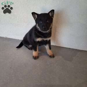 Gwen, German Shepherd Puppy
