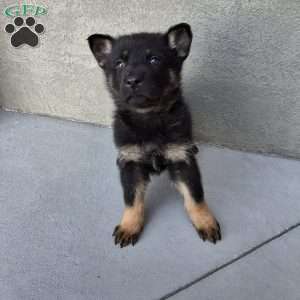 Marco, German Shepherd Puppy