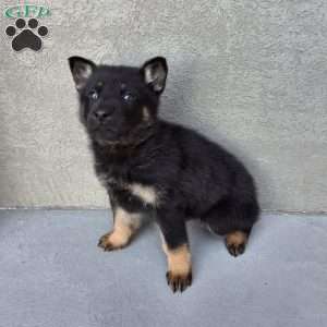 Marco, German Shepherd Puppy