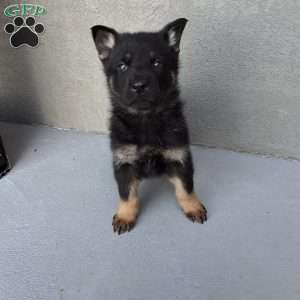 Marco, German Shepherd Puppy