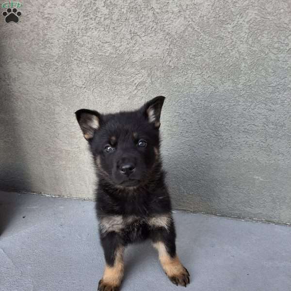 Marco, German Shepherd Puppy