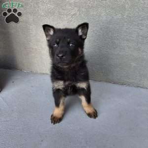 Marco, German Shepherd Puppy