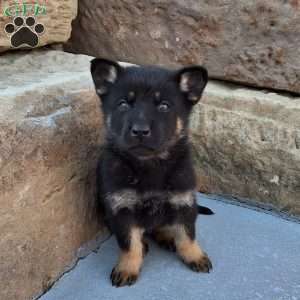 Marco, German Shepherd Puppy