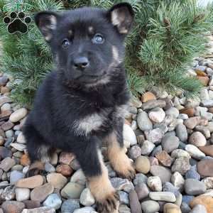 Marco, German Shepherd Puppy