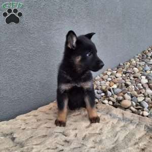 Gianna, German Shepherd Puppy