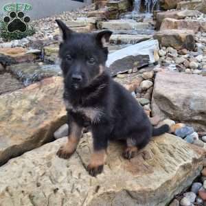 Gianna, German Shepherd Puppy