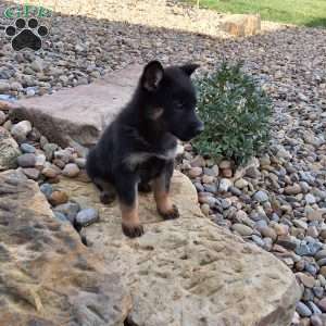 Gianna, German Shepherd Puppy
