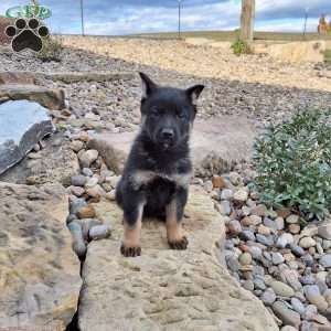 Gianna, German Shepherd Puppy