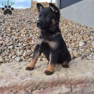Gianna, German Shepherd Puppy