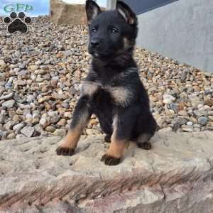 Gianna, German Shepherd Puppy