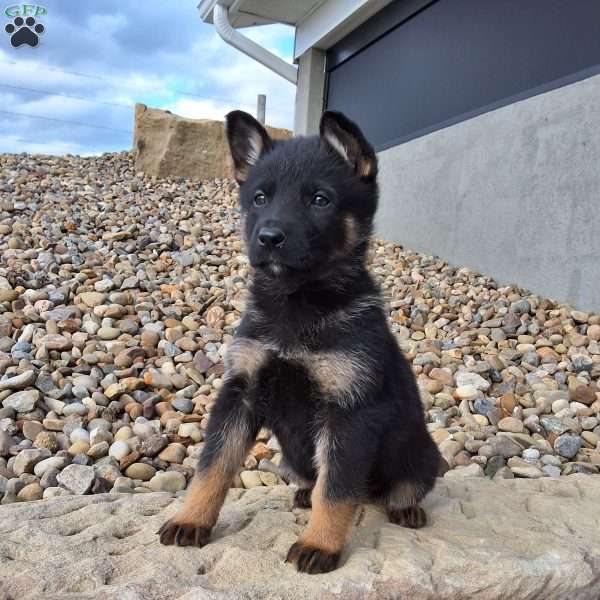 Gianna, German Shepherd Puppy