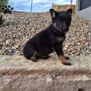 Gianna, German Shepherd Puppy