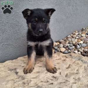 Annabel, German Shepherd Puppy