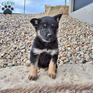 Annabel, German Shepherd Puppy