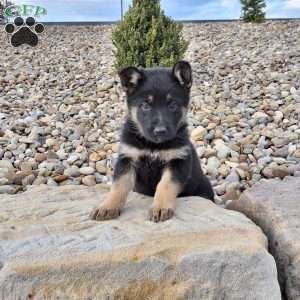 Annabel, German Shepherd Puppy