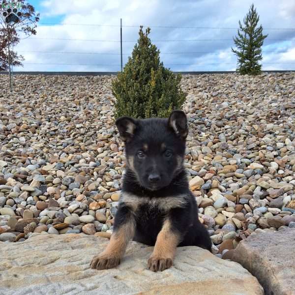 Annabel, German Shepherd Puppy