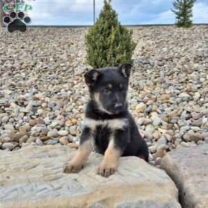 Annabel, German Shepherd Puppy