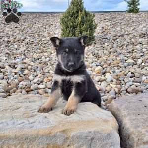 Annabel, German Shepherd Puppy