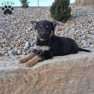 Karl, German Shepherd Puppy