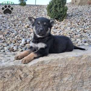 Karl, German Shepherd Puppy