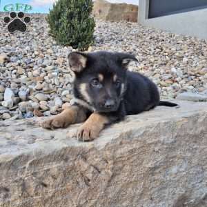 Karl, German Shepherd Puppy