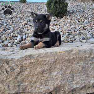 Karl, German Shepherd Puppy