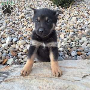 Karl, German Shepherd Puppy
