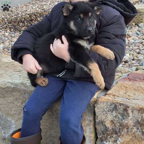 Karl, German Shepherd Puppy