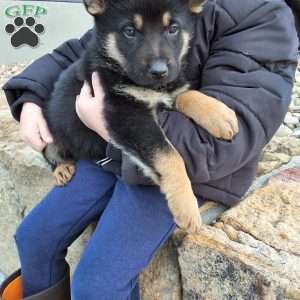 Karl, German Shepherd Puppy