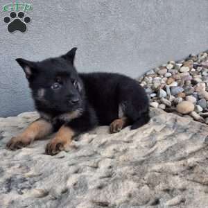 Reese, German Shepherd Puppy
