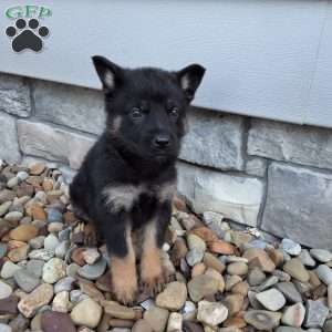Reese, German Shepherd Puppy