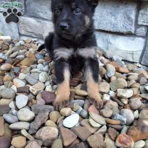 Reese, German Shepherd Puppy