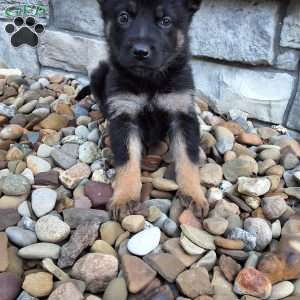 Reese, German Shepherd Puppy