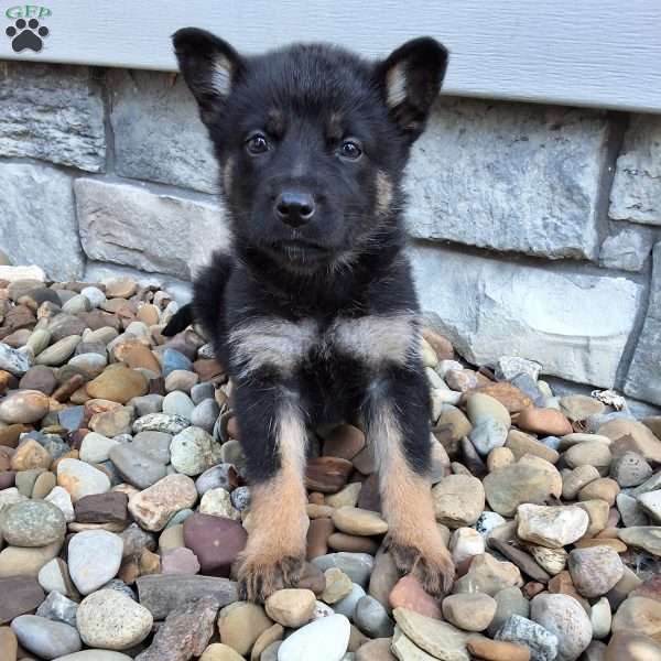 Reese, German Shepherd Puppy