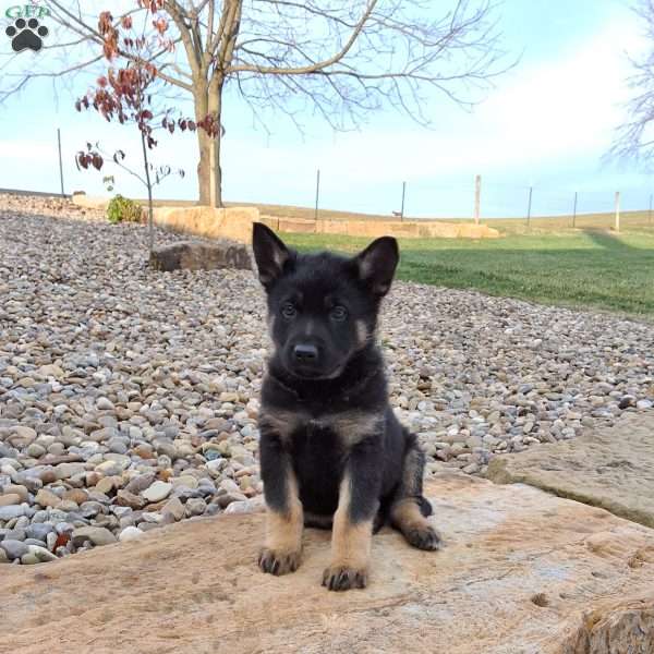 Marco, German Shepherd Puppy